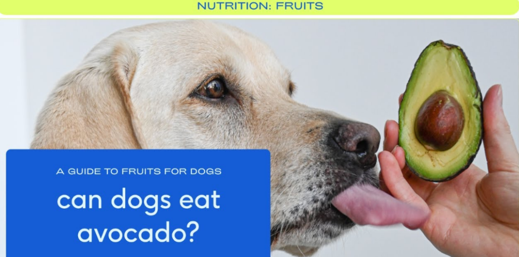 Can Dogs Eat Avocado Health Boosterss