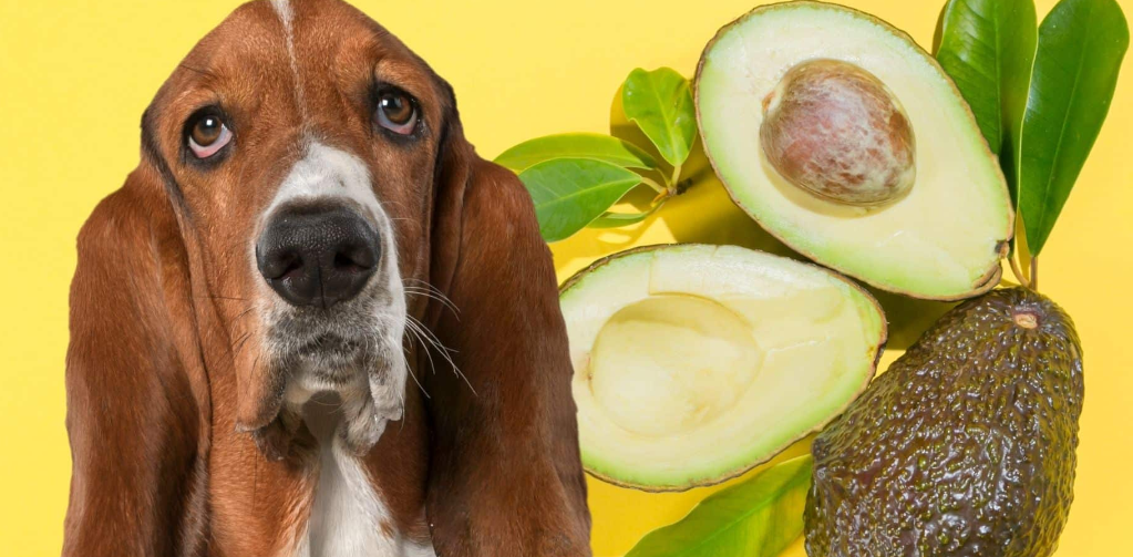 Can Dogs Eat Avocado Health Boosterss