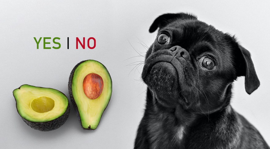 Can Dogs Eat Avocado Health Boosterss