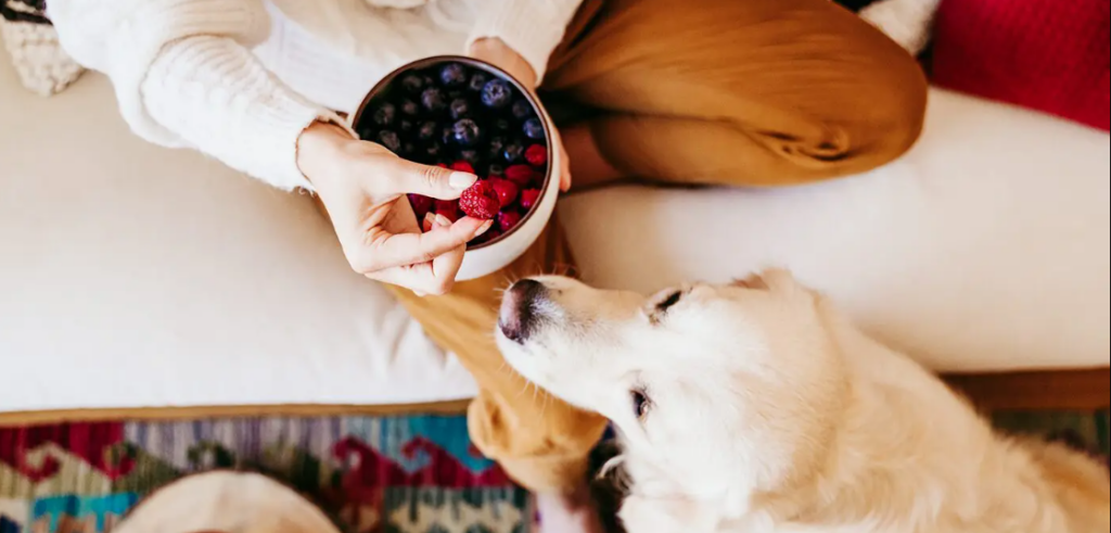 Can Dogs Eat Raspberries Health Boosterss