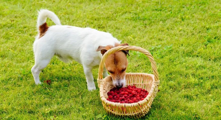 Can Dogs Eat Raspberries Health Boosterss