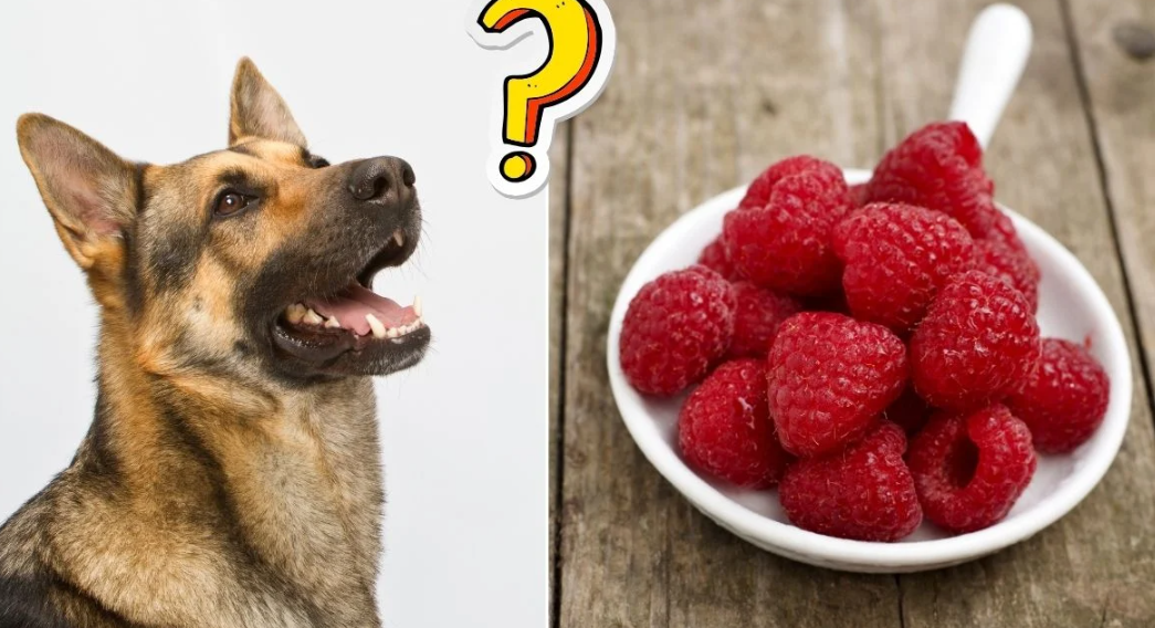 Can Dogs Eat Raspberries Health Boosterss