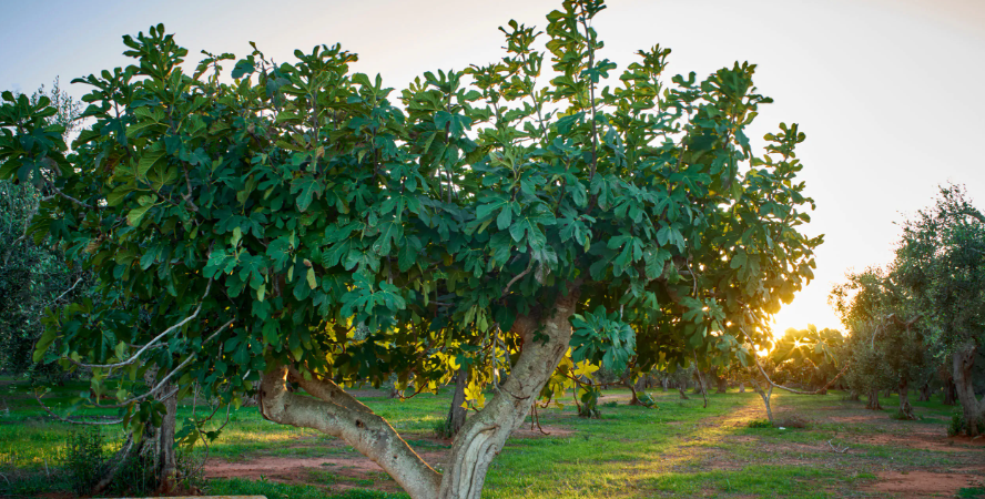 Fig Tree