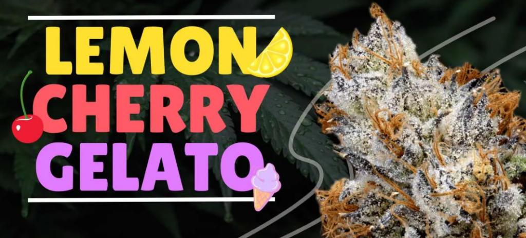 Lemon Cherry Gelato Strain