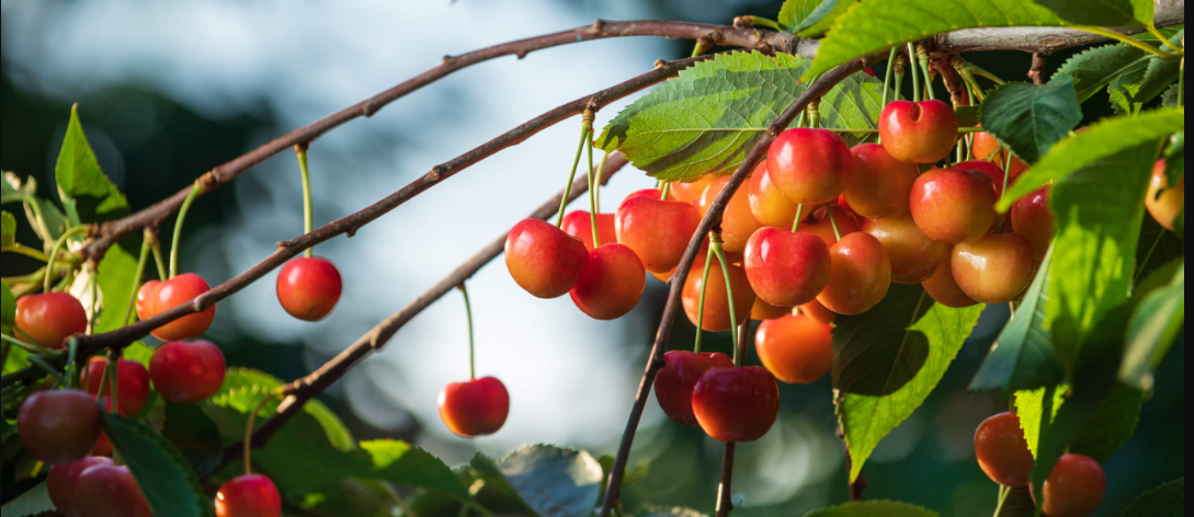 Rainier Cherries