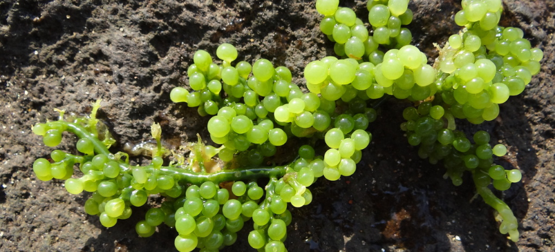 Sea Grapes