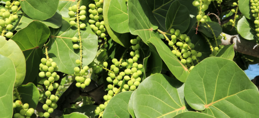 Sea Grapes