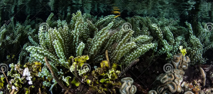 Sea Grapes