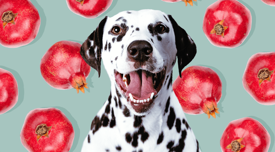 Are pomegranates good for dogs Health Boosterss.