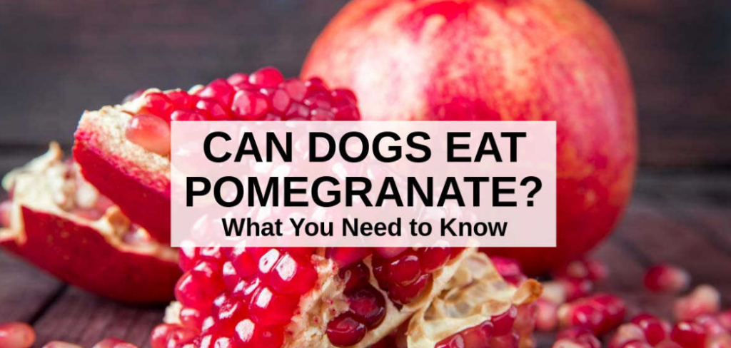 Are pomegranates good for dogs Health Boosterss.