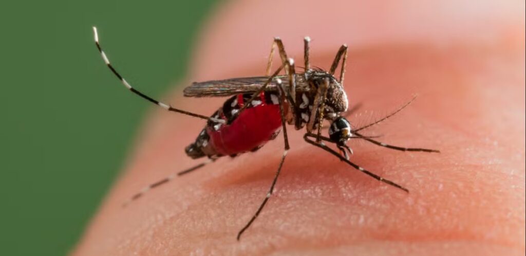 After Dengue, Chikungunya Threat Looms