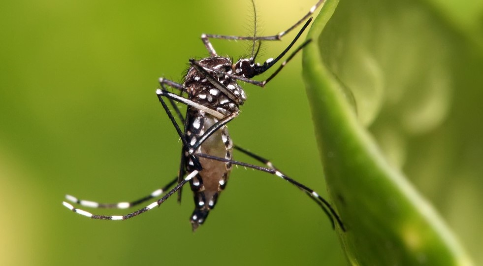 After Dengue, Chikungunya Threat Looms