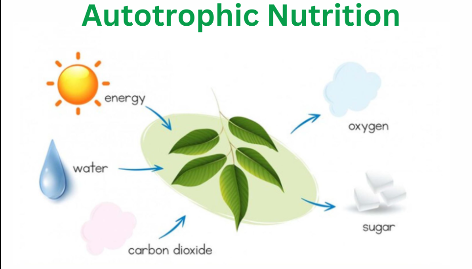 Autotrophic Nutrition Health Boosterss