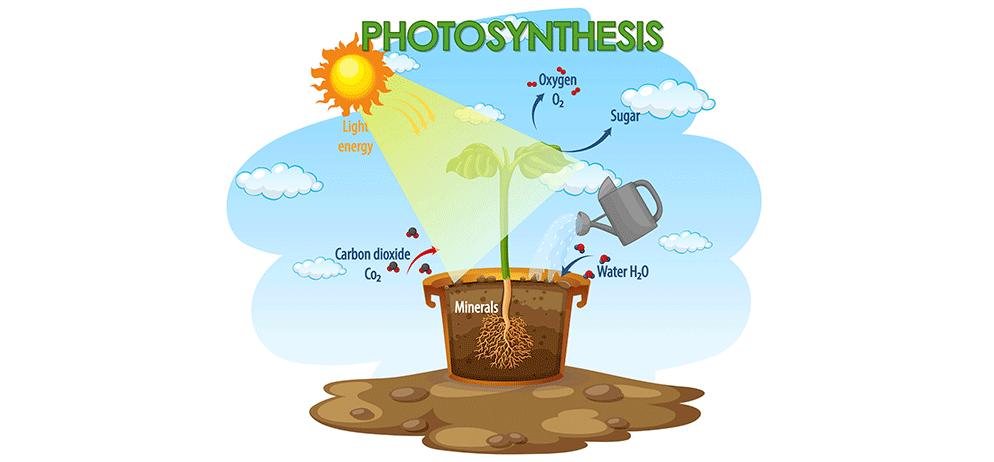 Autotrophic Nutrition Health Boosterss