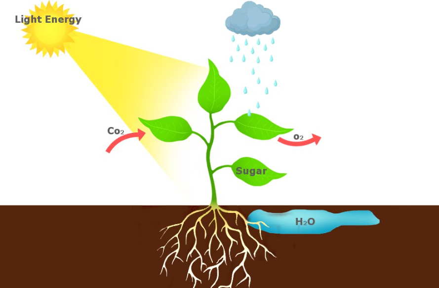 Autotrophic Nutrition Health Boosterss