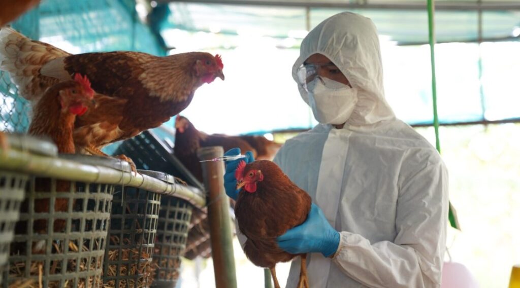 Bird Flu Virus
