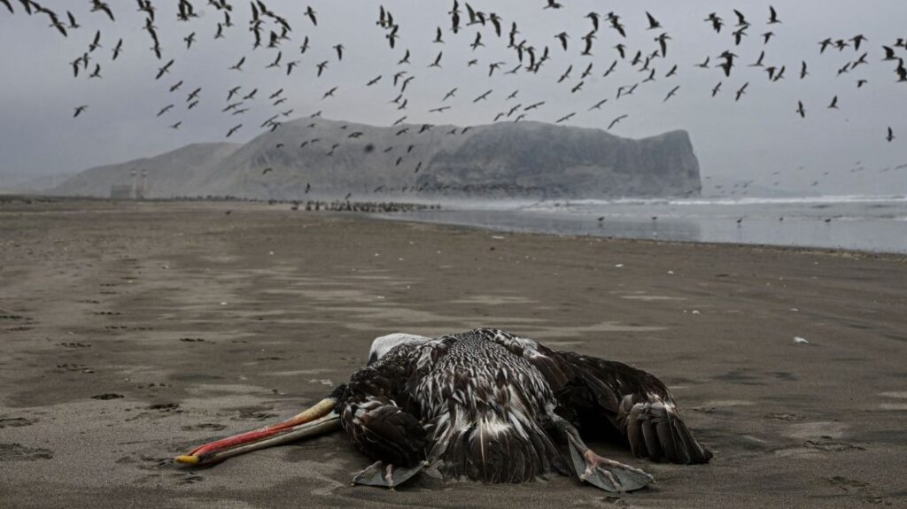 Bird Flu Virus