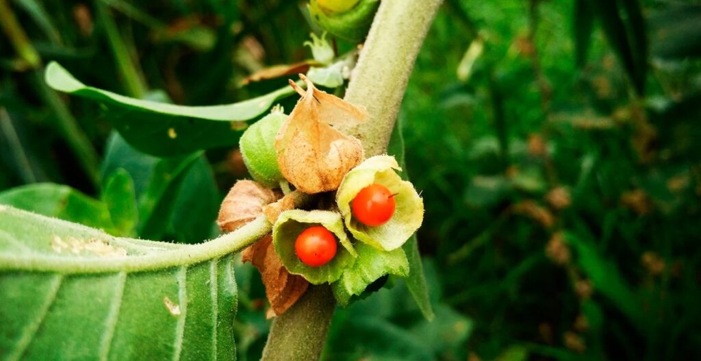 Ashwagandha Benefits