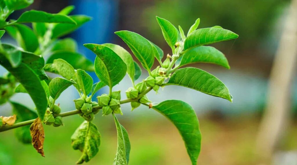 Ashwagandha Benefits